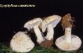 Tricholomella constricta-amf1897-1